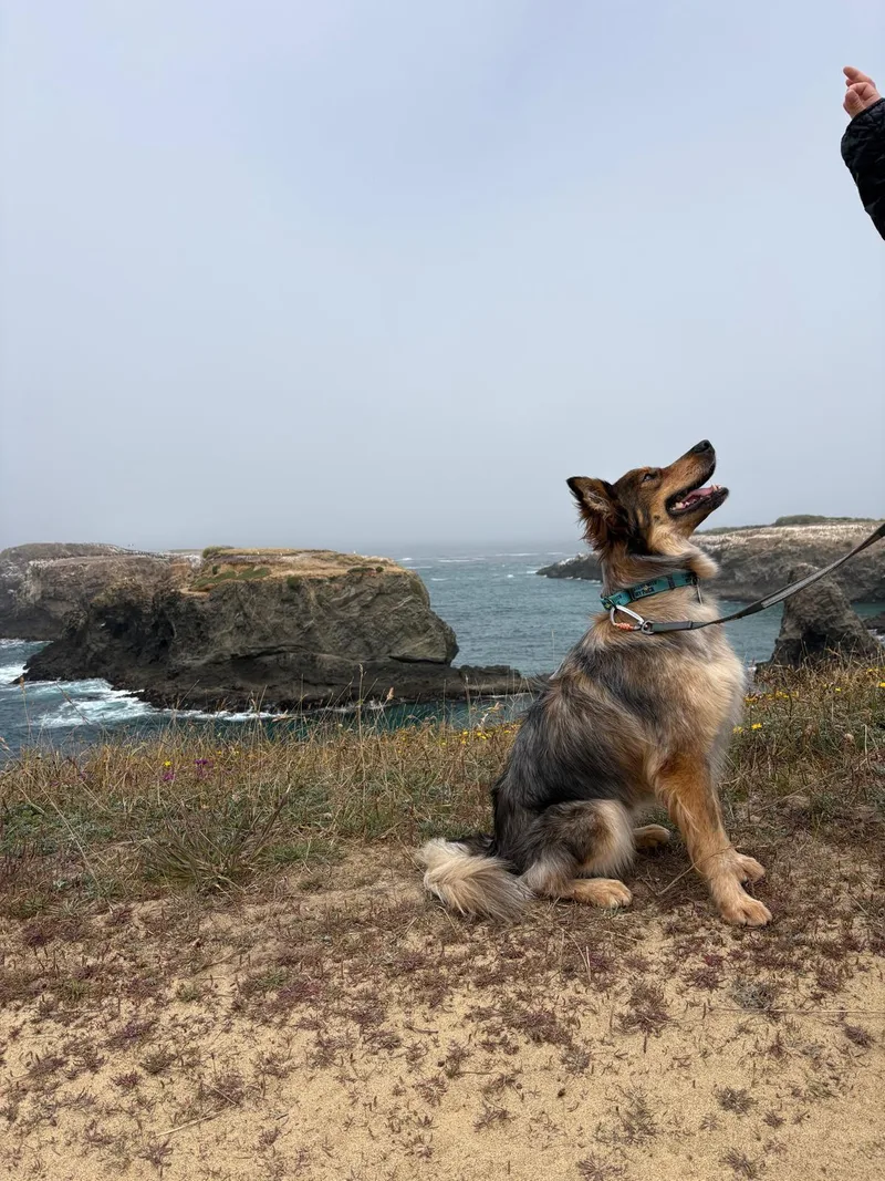 A young medium-sized female Border Collie dog named Hazel for adoption in Los Angeles, CA