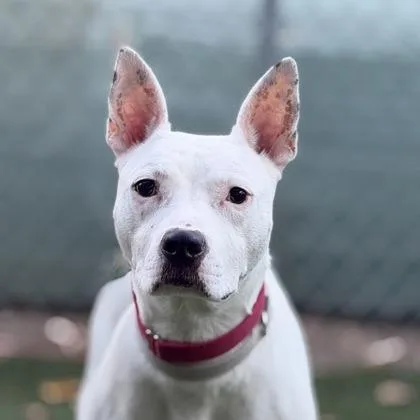 An adult large-sized female White / Cream Pit Bull Terrier dog named Pinky for adoption in Sacramento, CA