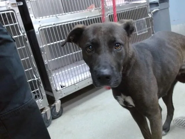 A young medium-sized female Pit Bull Terrier dog named Avery for adoption in Salinas, CA