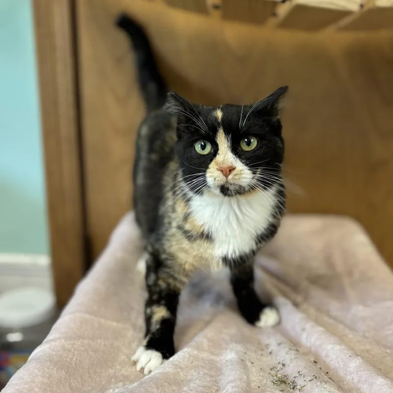 A baby medium-sized female Tortoiseshell Domestic Short Hair cat named Miss Magic for adoption in Fargo, ND