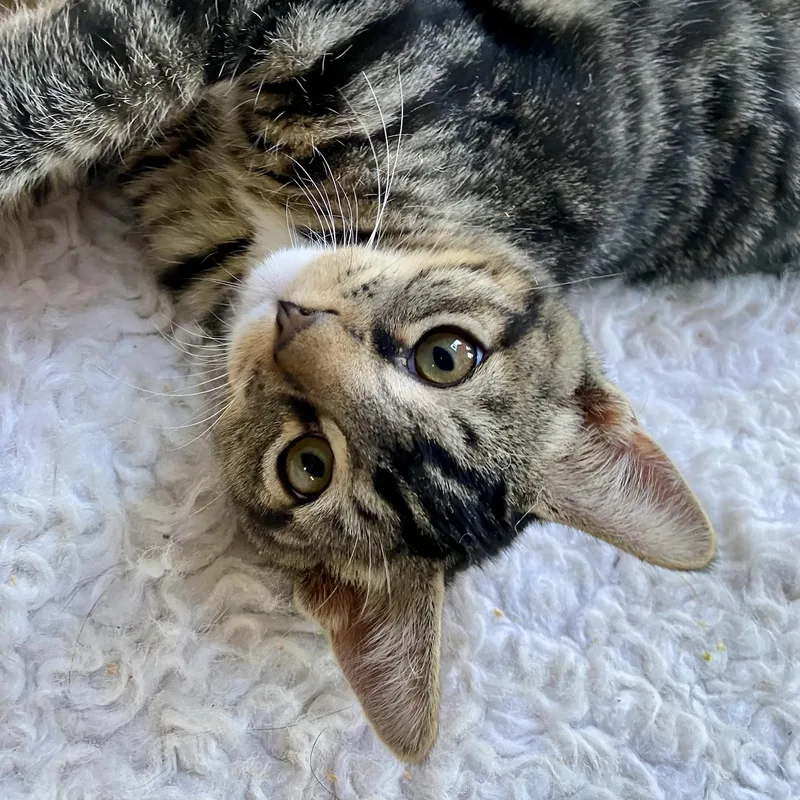 A baby medium-sized male Domestic Short Hair cat named Monty for adoption in Sonora, CA