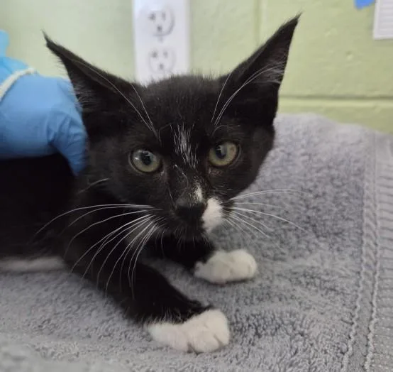 A baby small-sized female Domestic Short Hair cat named Harper for adoption in Brighton, CO