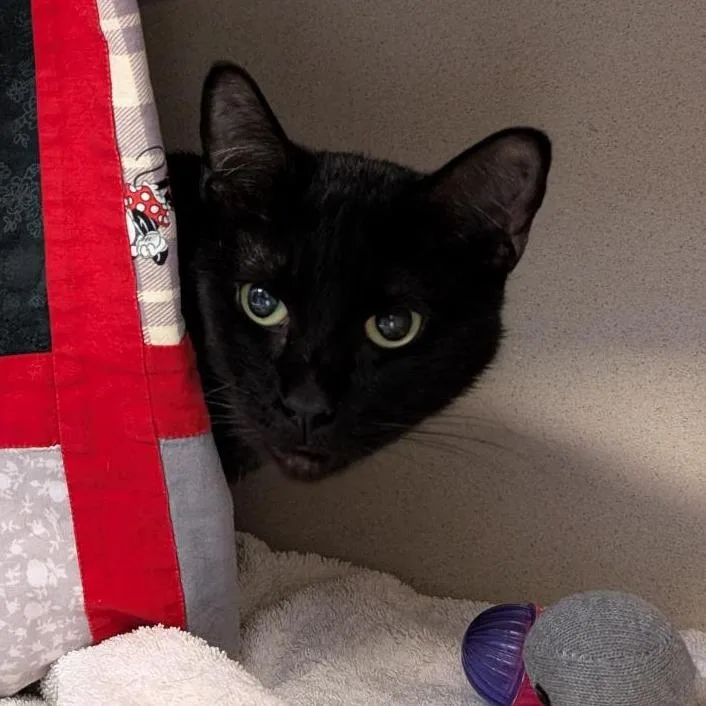 An adult medium-sized male Domestic Short Hair cat named Azure for adoption in Tacoma, WA