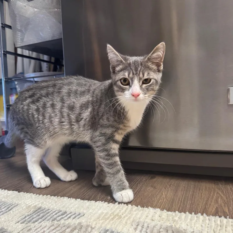 A baby small-sized female Gray / Blue / Silver Domestic Short Hair cat named Beans for adoption in Oakton, VA