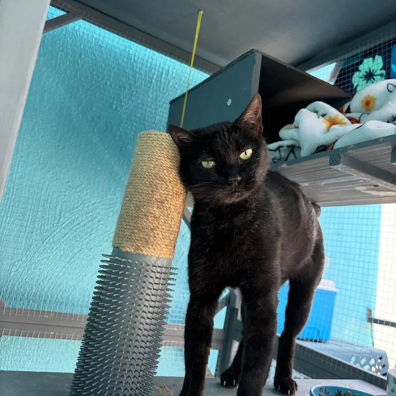 Camellia thumbnail 2