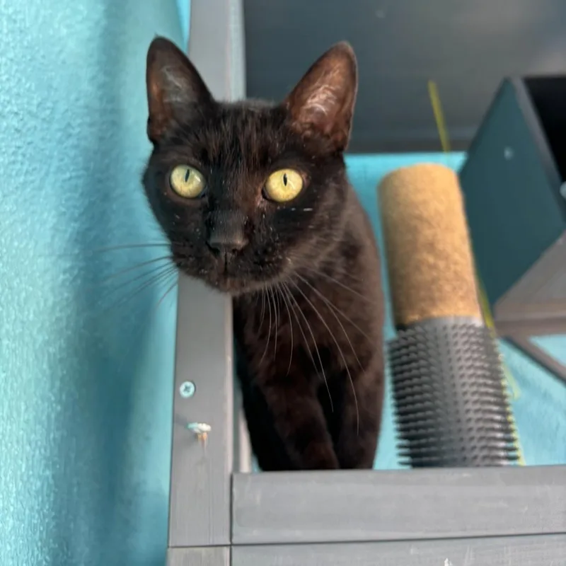 Camellia thumbnail 3