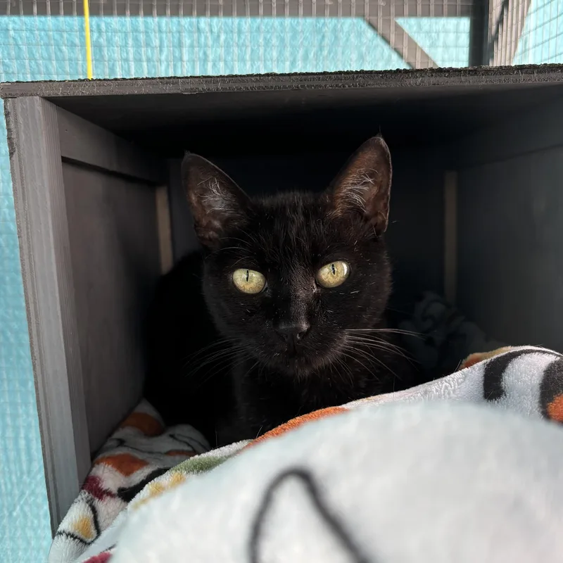 Camellia thumbnail 4