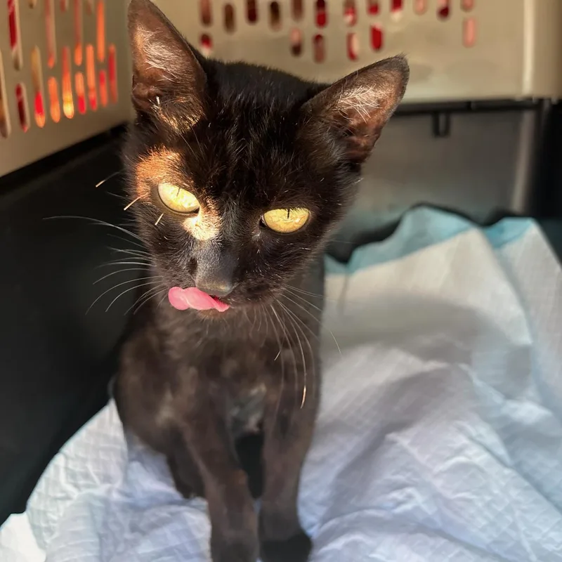 Camellia thumbnail 5