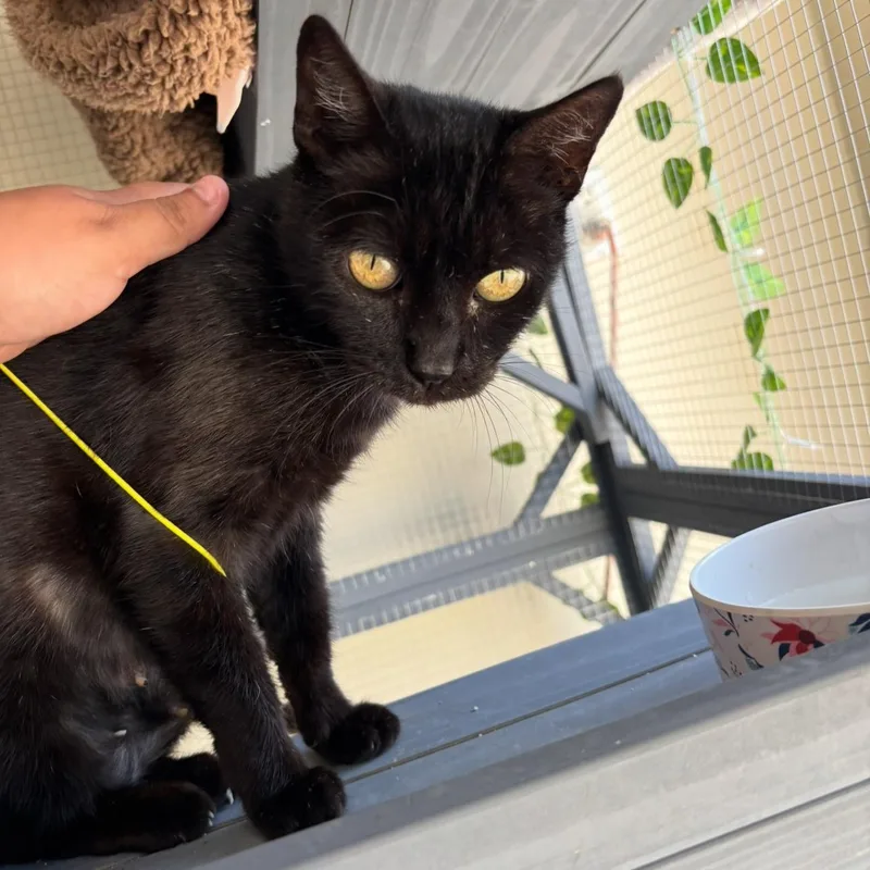 Camellia thumbnail 6