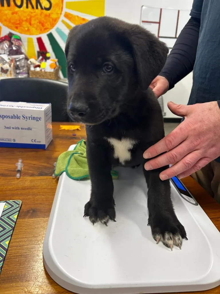 A baby small-sized male Mixed Breed dog named Chungus for adoption in Thousand Oaks, CA