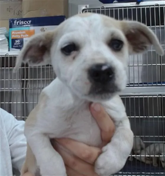 A baby medium-sized male Pit Bull Terrier dog named Kraken for adoption in Salinas, CA