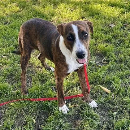 A young medium-sized female Mixed Breed dog named Acer for adoption in Lansing, MI