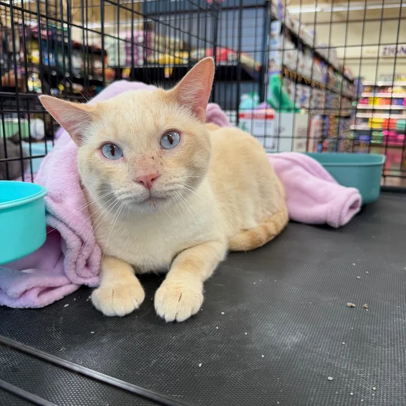 An adult small-sized male Cream / Ivory Siamese cat named Gizmo for adoption in Tustin, CA