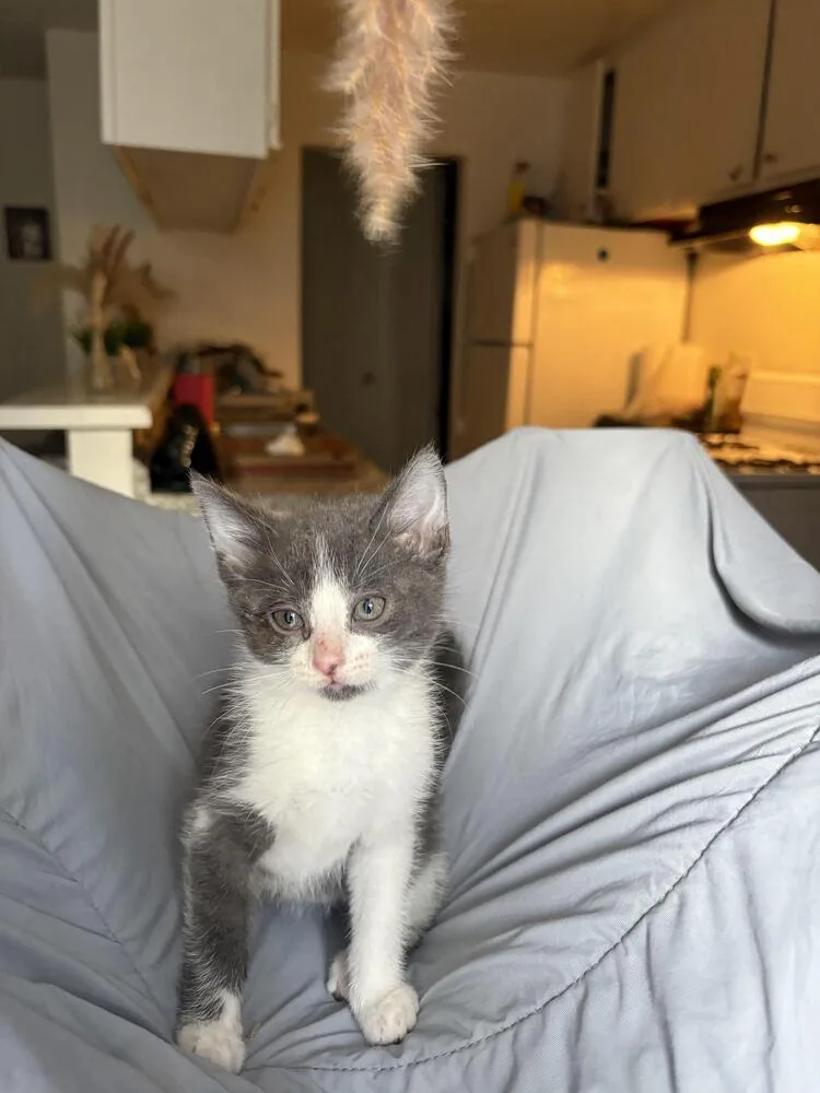 A baby small-sized female Gray & White Domestic Short Hair cat named Mika for adoption in Lancaster, CA