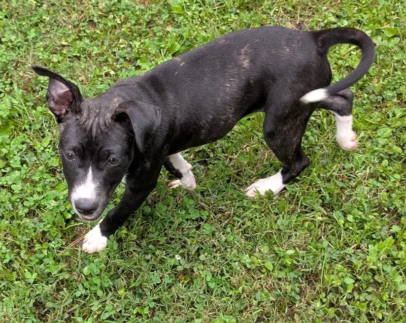 A baby medium-sized female Black Dutch Shepherd dog named Jellybean for adoption in Watertown, CT
