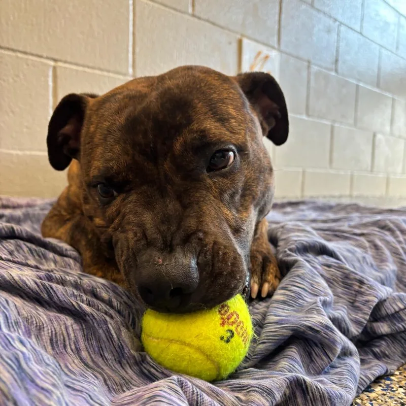 An adult medium-sized male Brindle Mixed Breed dog named Artie for adoption in Fairport, NY