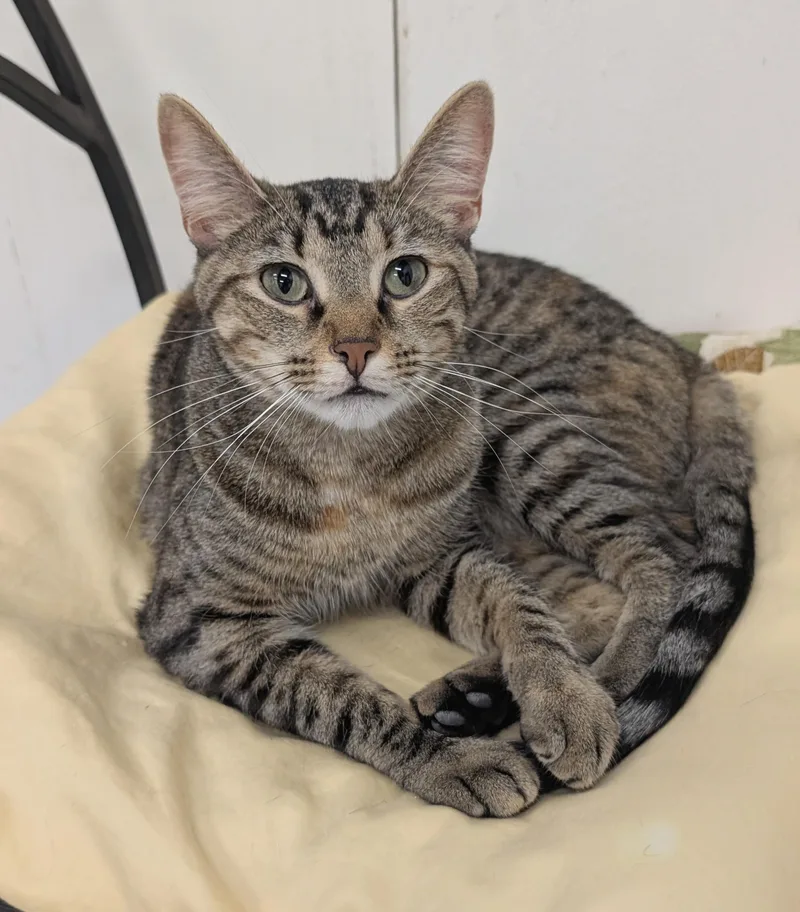 A young medium-sized male Brown / Chocolate Domestic Short Hair cat named Jack for adoption in West Palm Beach, FL