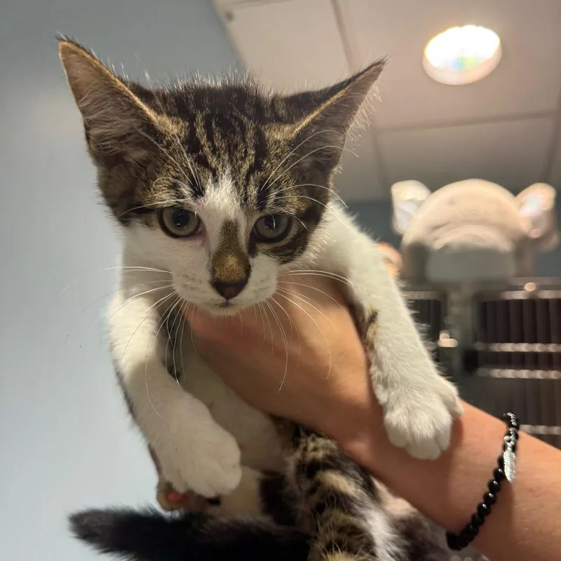 A baby small-sized male Buff / Tan / Fawn Domestic Short Hair cat named Liver for adoption in Chattanooga, TN