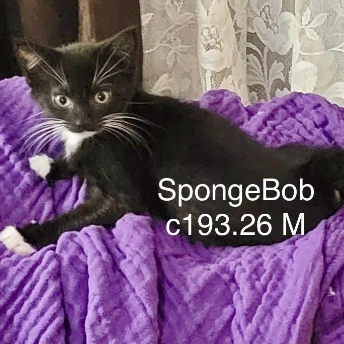 A baby medium-sized male Domestic Short Hair cat named Spongebob for adoption in Batavia, NY