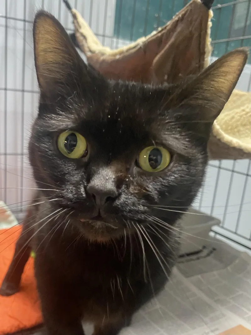 An adult medium-sized female Black Domestic Short Hair cat named Midnight for adoption in Spencer, IN