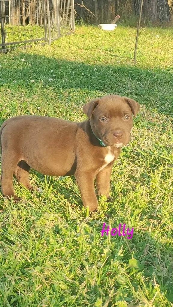 A baby medium-sized female Mixed Breed dog named Holly for adoption in Fond Du Lac, WI