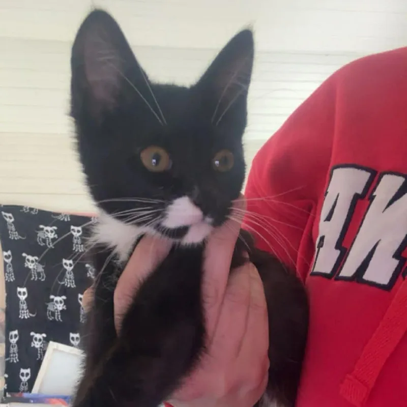A young small-sized male Black Domestic Short Hair cat named Checkers for adoption in Sioux Falls, SD