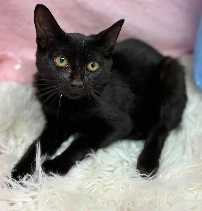 A young medium-sized female Domestic Short Hair cat named Sorry for adoption in Clarkesville, GA