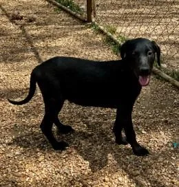 A baby medium-sized male Mixed Breed dog named Tyler for adoption in West Chester, PA