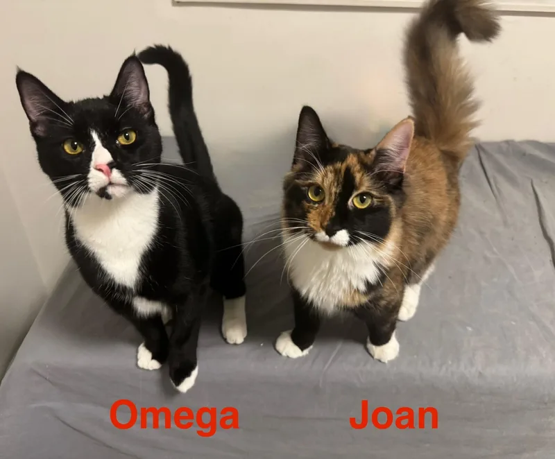 Omega & Joan Bonded thumbnail 2