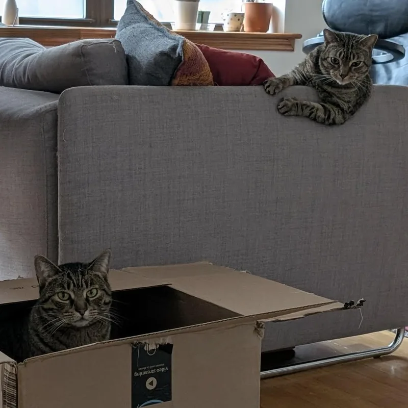 Minuo  Lap Cat! thumbnail 6