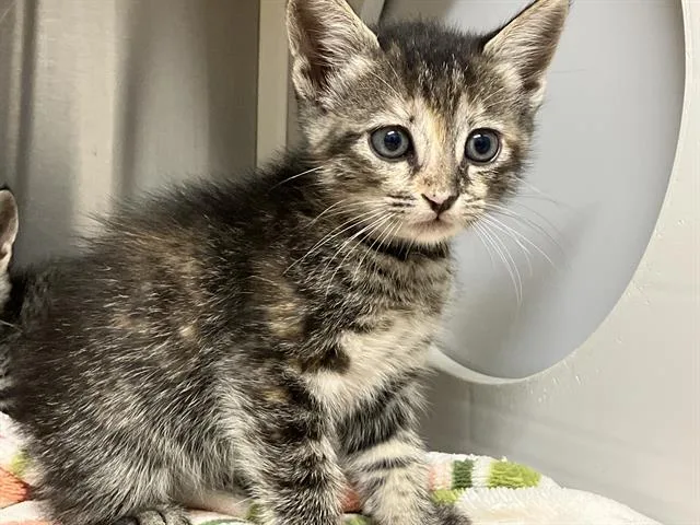A baby small-sized female Domestic Short Hair cat named Latte for adoption in Tustin, CA