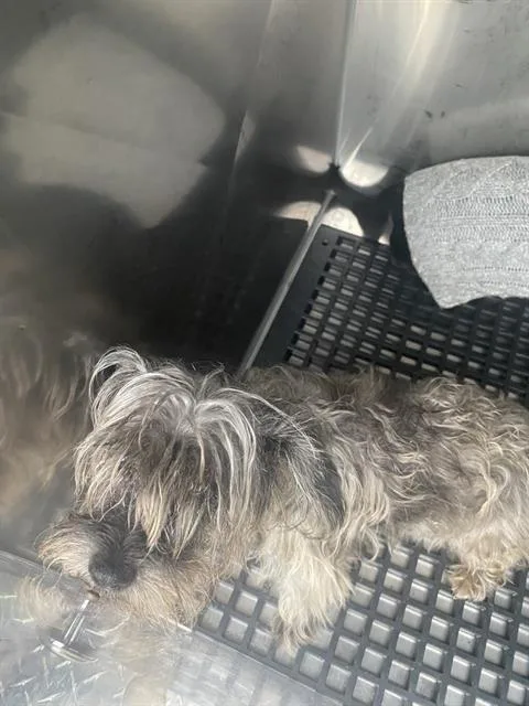 An adult small-sized female Mixed Breed dog named Dawn for adoption in Dallas, TX