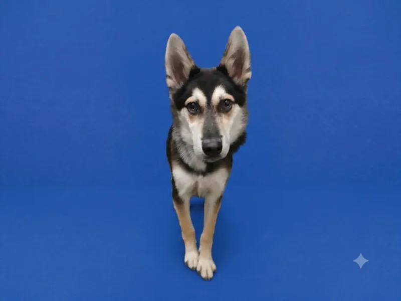 A young small-sized male Siberian Husky dog named Benny for adoption in Los Angeles, CA