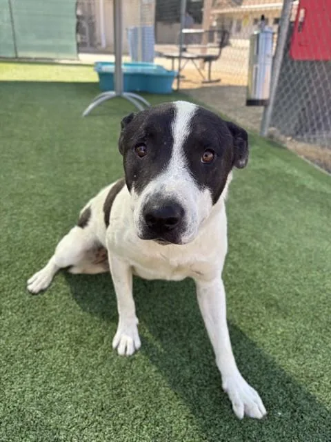 An adult large-sized male Labrador Retriever dog named Steven for adoption in Castaic, CA