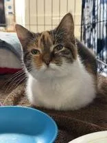 An adult medium-sized female Calico Domestic Short Hair cat named Romy for adoption in Manitowoc, WI