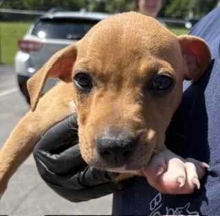 A baby medium-sized female Yellow / Tan / Blond / Fawn Mixed Breed dog named Stormy for adoption in Maryville, TN