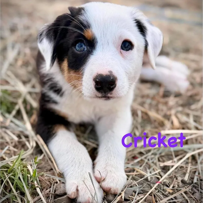 Cricket