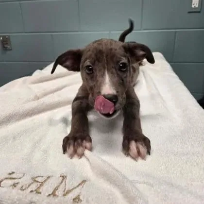 A young large-sized male Catahoula Leopard Dog dog named Bud for adoption in Kansas City, MO