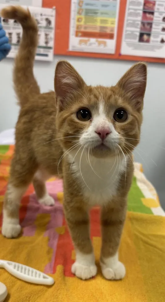 A baby medium-sized male Domestic Short Hair cat named Ichabod for adoption in Saint Paul, MN