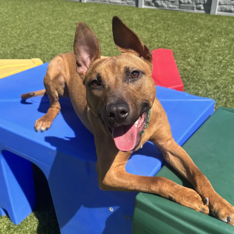 A young medium-sized male Apricot / Beige Mixed Breed dog named Copper for adoption in Columbus, OH