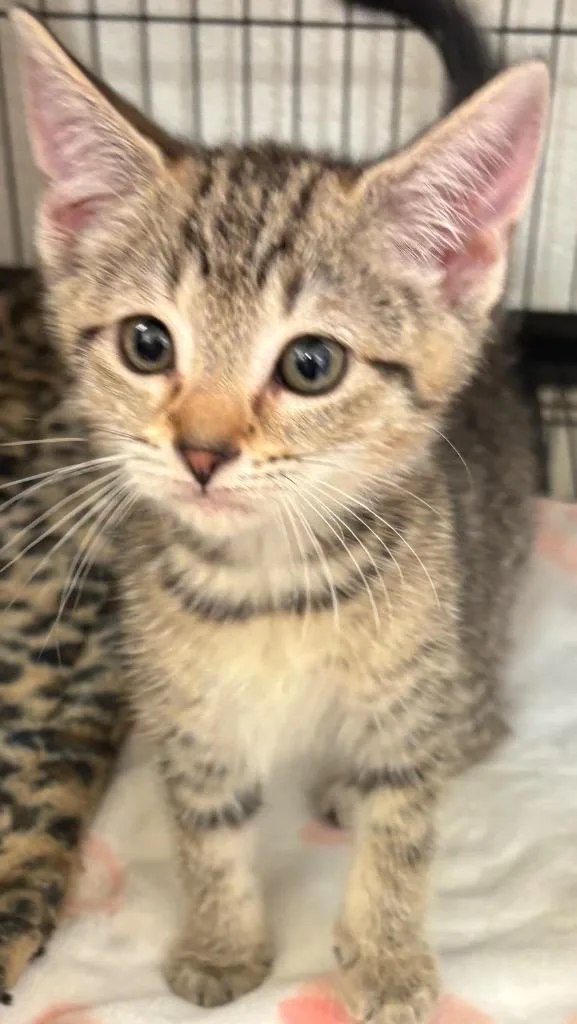 A baby small-sized female Domestic Short Hair cat named Kimi for adoption in Elizabethton, TN