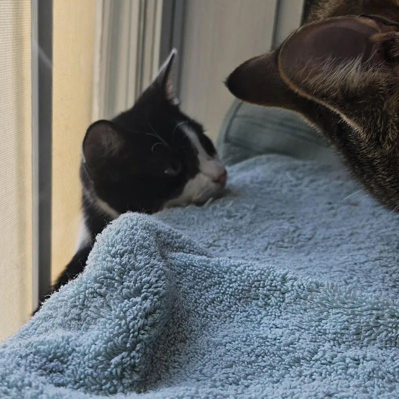 A baby medium-sized female Domestic Short Hair cat named Rose for adoption in Wilmington, NC