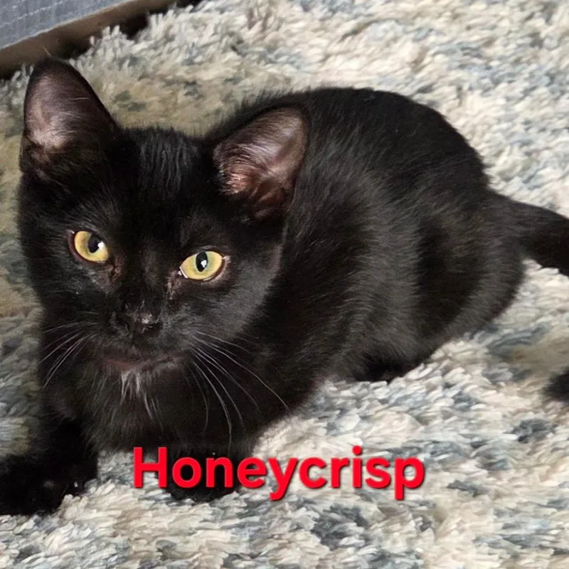 A baby small-sized female Black Domestic Short Hair cat named Honeycrisp for adoption in Hamburg, NY