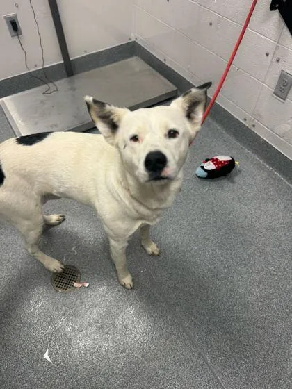 An adult large-sized male Mixed Breed dog named Flapjack for adoption in Sevierville, TN