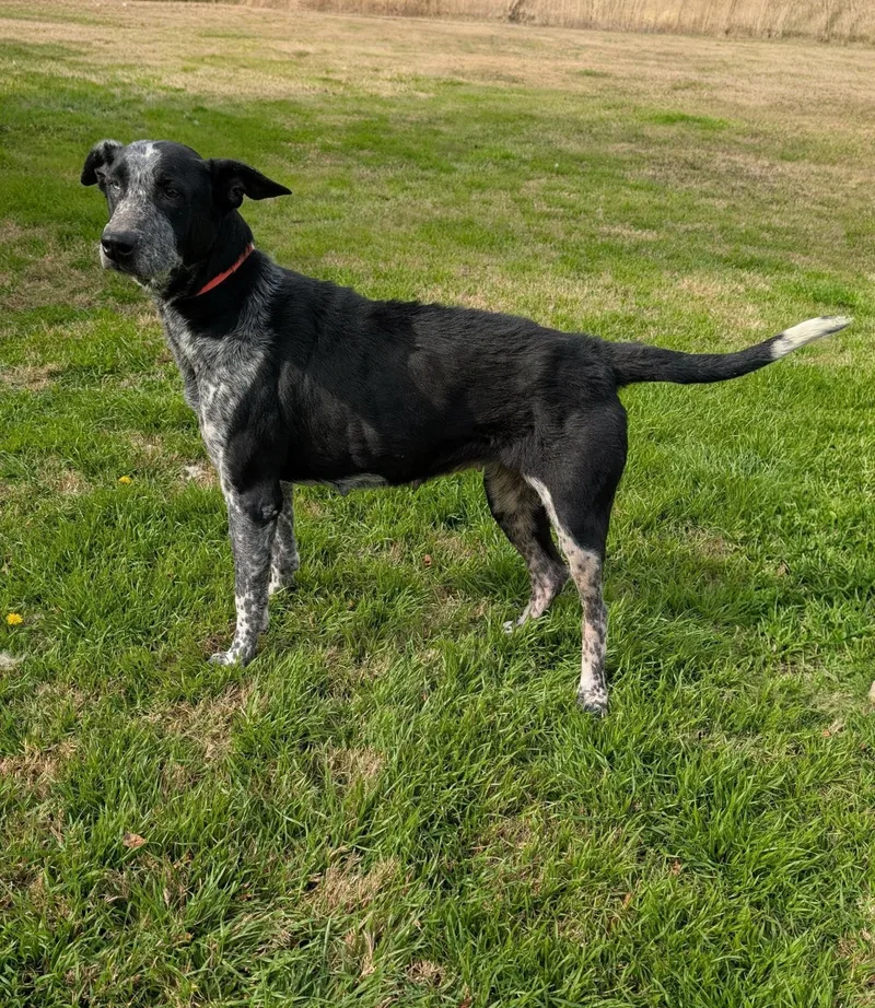 An adult medium-sized female Black Labrador Retriever dog named Ruth for adoption in Cleburne, TX
