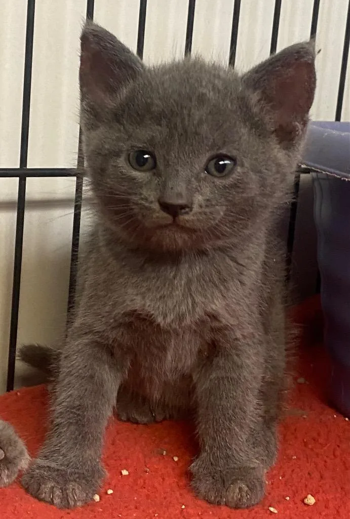 A baby large-sized female Domestic Short Hair cat named Grape for adoption in Lockhart, TX