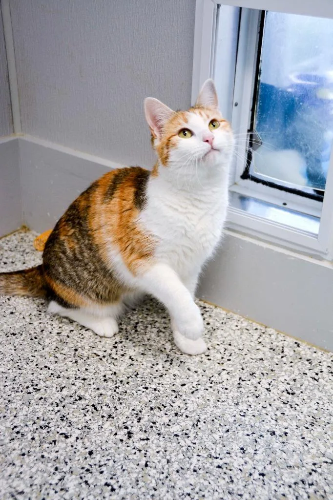 An adult small-sized female Calico cat named CiCi for adoption in New Bern, NC