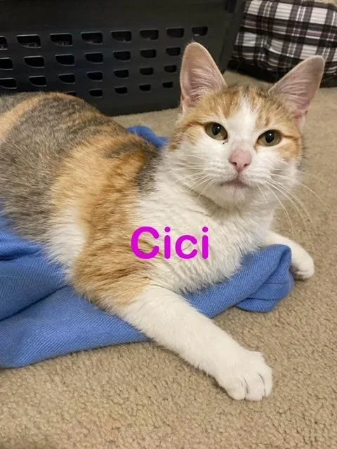 CiCi thumbnail 3