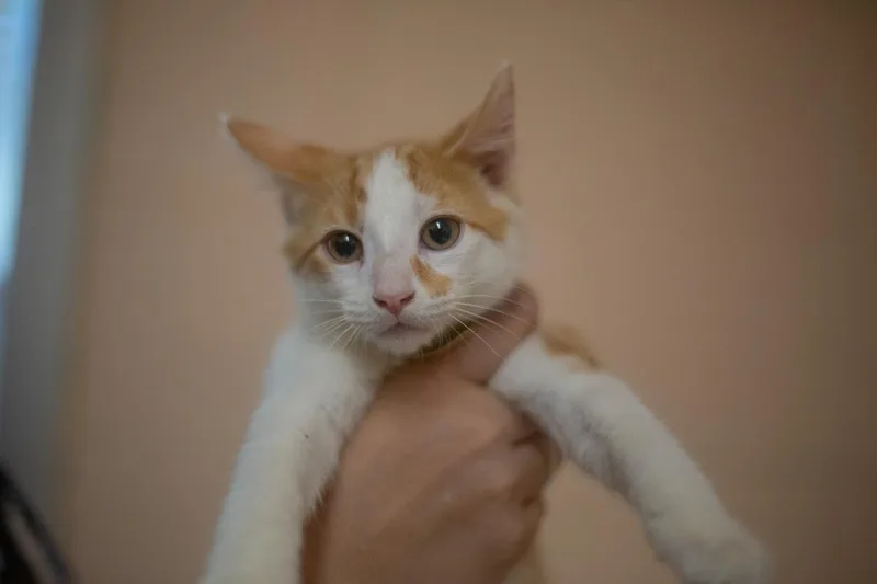 A baby small-sized male Domestic Short Hair cat named Slinky for adoption in Mountain Home, AR