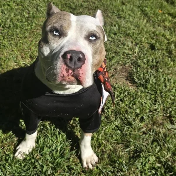 An adult large-sized female American Staffordshire Terrier dog named Winnie for adoption in Prince Frederick, MD